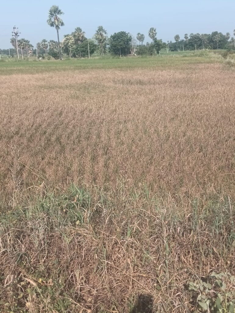 *గౌరవనీయులు పేదల పెన్నిధి, ఆపద్బాంధవుడు, రోడ్లు భవనాల శాఖ మంత్రివర్యులు శ్రీ కోమటిరెడ్డి వెంకటరెడ్డి గారికి – దండం పెట్టి చేస్తున్న విన్నపం 🙏*